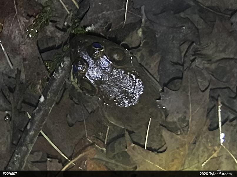 American Bullfrog