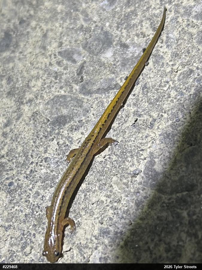 Northern Two-lined Salamander