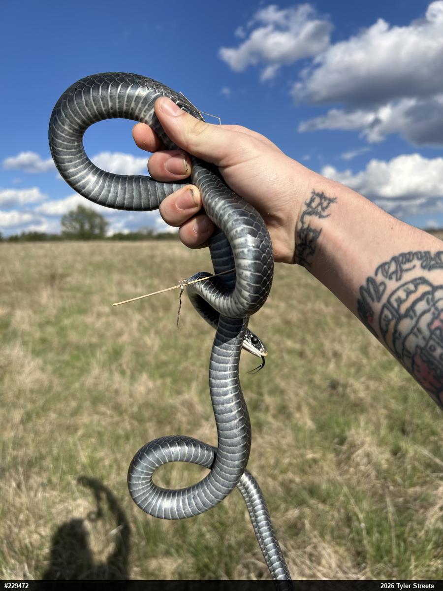 Northern Black Racer