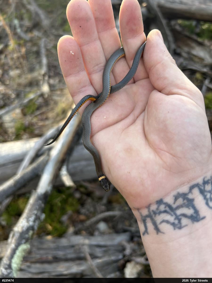 Northern Ring-necked Snake