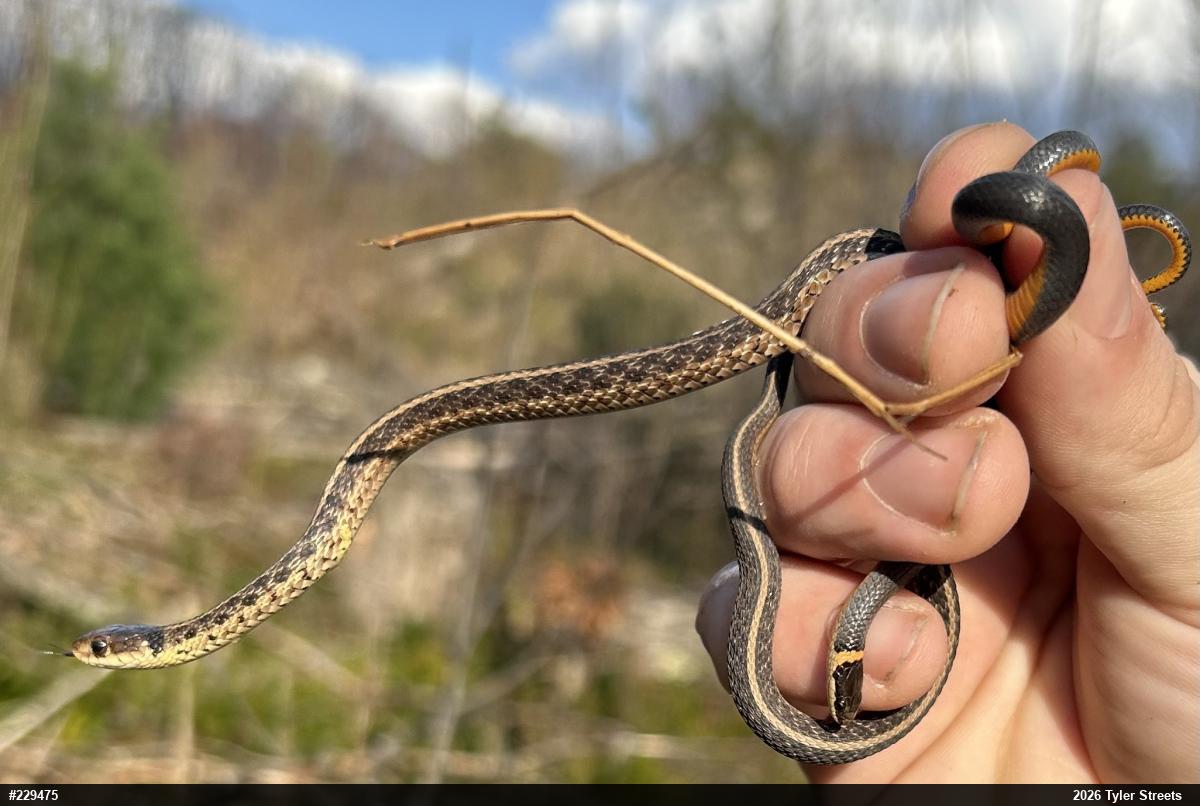 Eastern Gartersnake