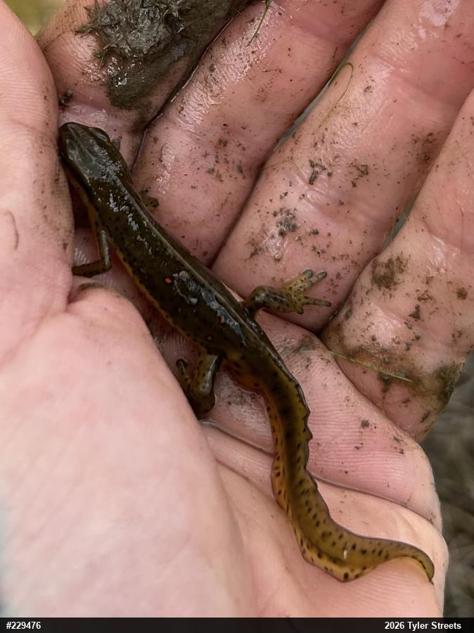 Red-spotted Newt