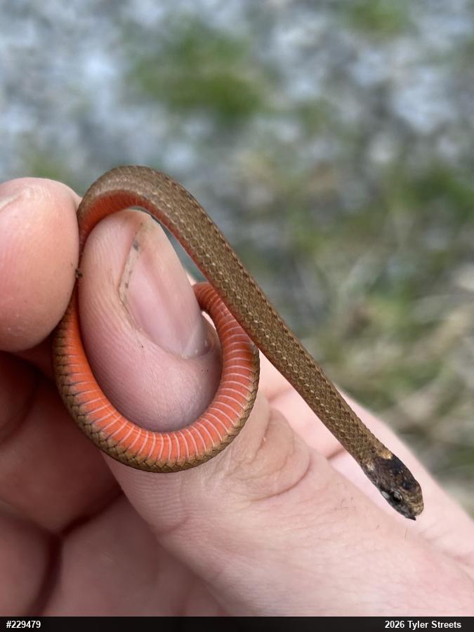Red-bellied Snake