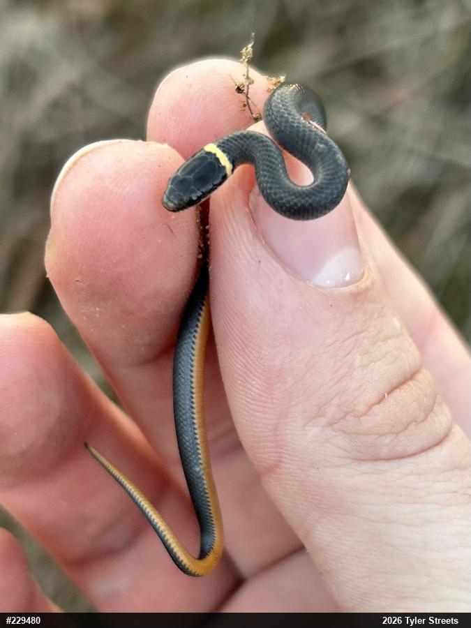 Northern Ring-necked Snake