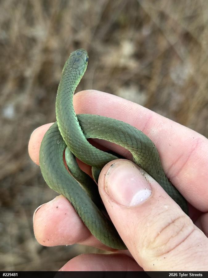 Smooth Greensnake