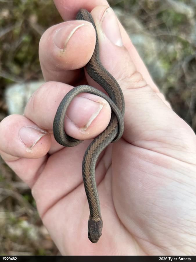 Red-bellied Snake