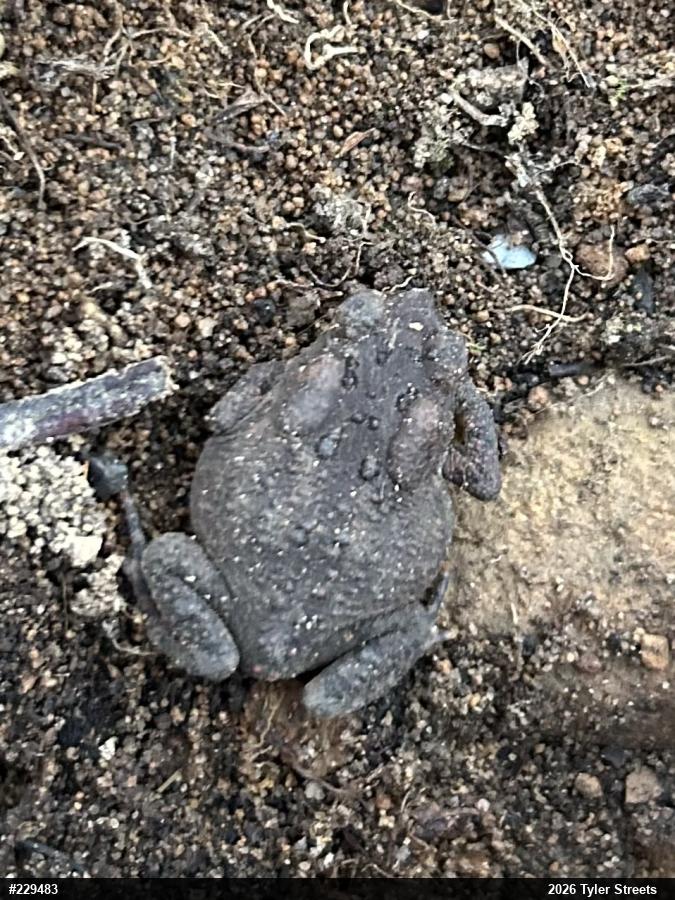 Eastern American Toad