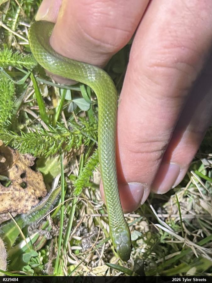 Smooth Greensnake