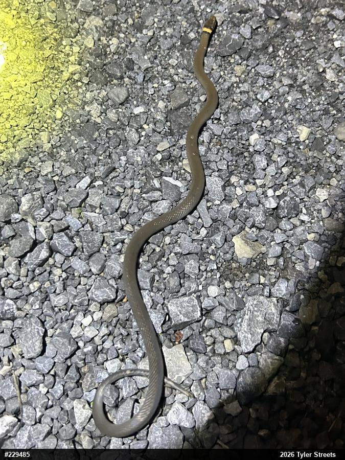 Northern Ring-necked Snake