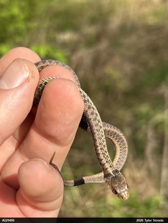 Eastern Gartersnake