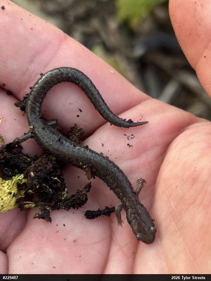 Valley And Ridge Salamander