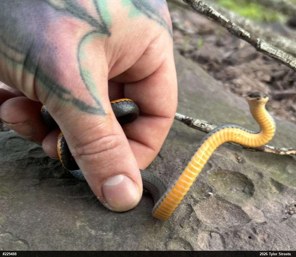 Northern Ring-necked Snake