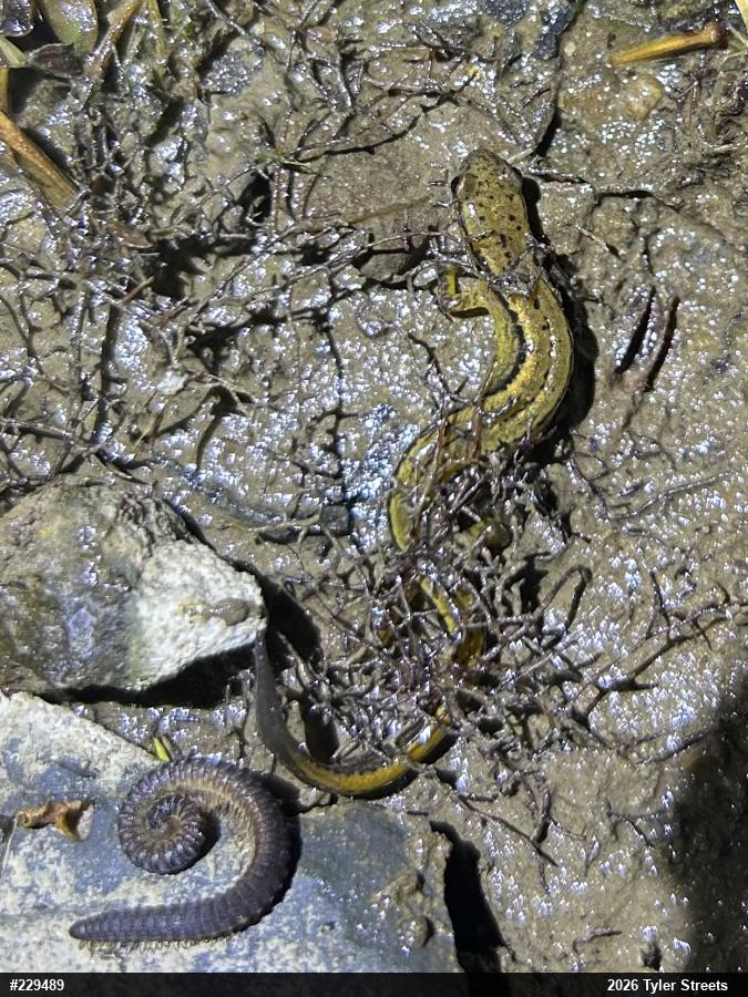 Northern Two-lined Salamander