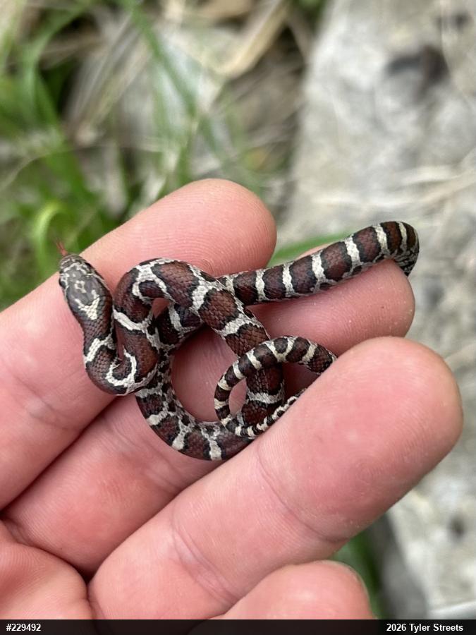 Eastern Milksnake