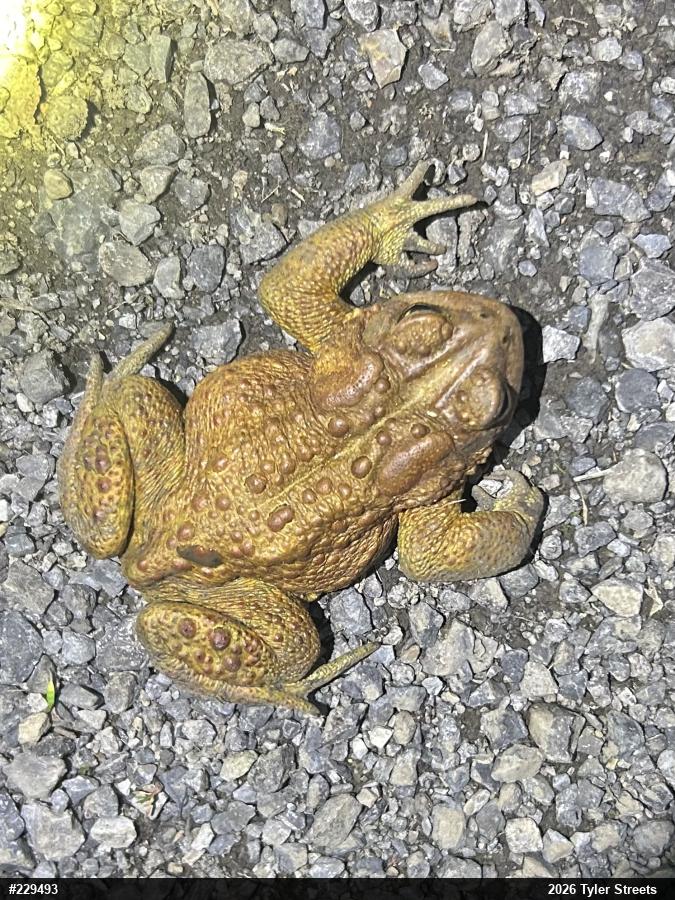 Eastern American Toad