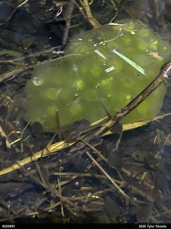 Wood Frog