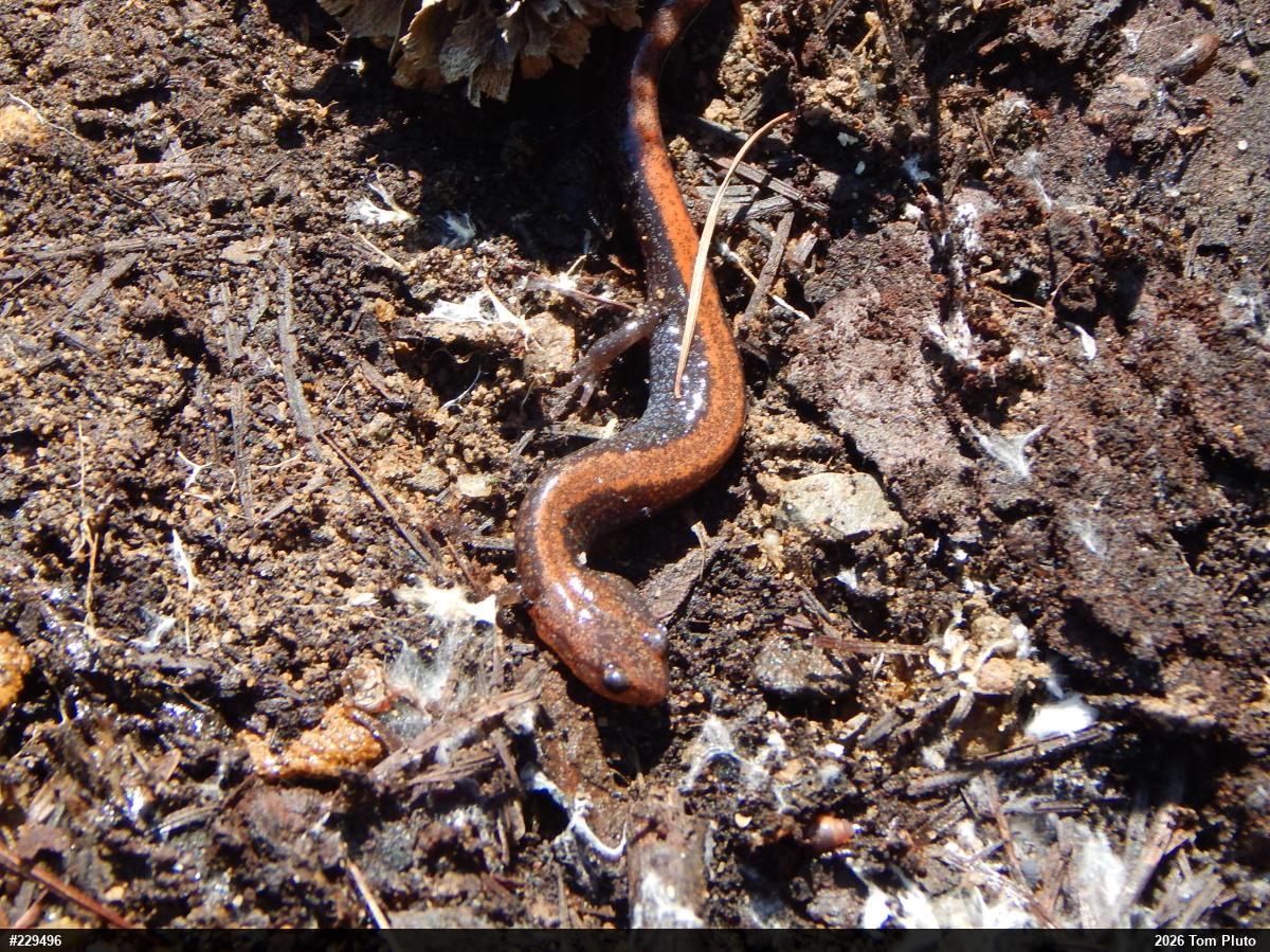 Eastern Red-backed  Salamander