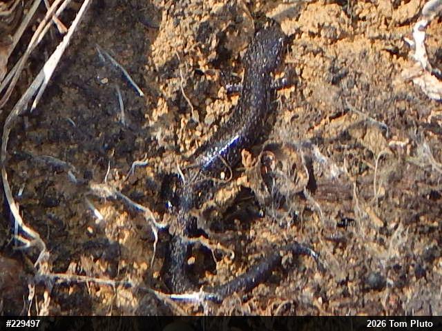 Eastern Red-backed  Salamander