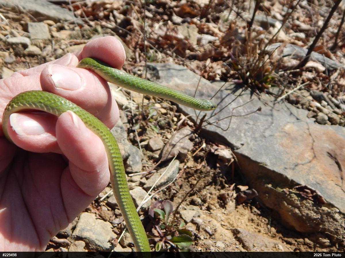Smooth Greensnake