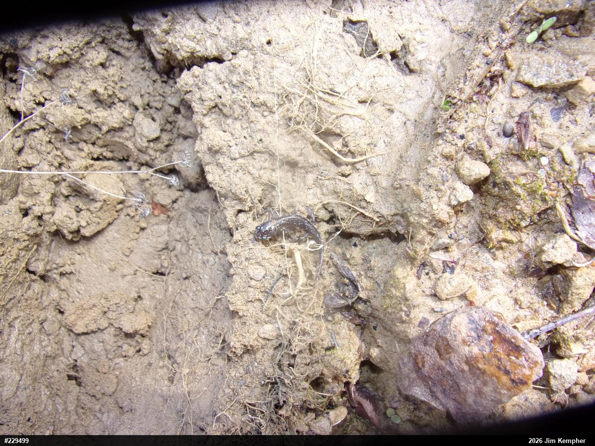 Northern Slimy Salamander