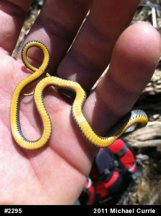 Northern Ring-necked Snake