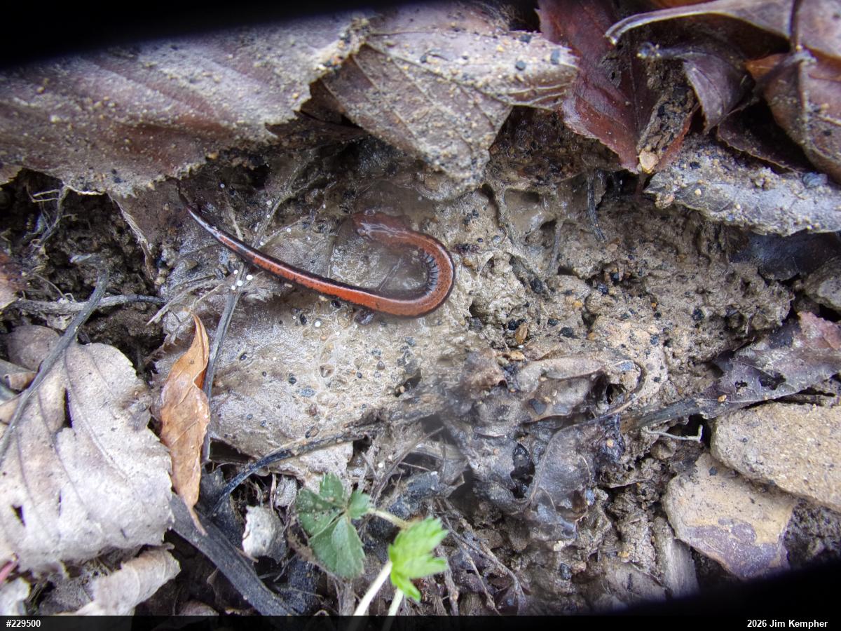 Eastern Red-backed  Salamander