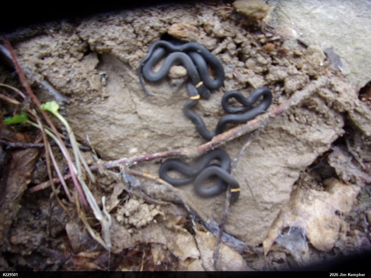 Northern Ring-necked Snake