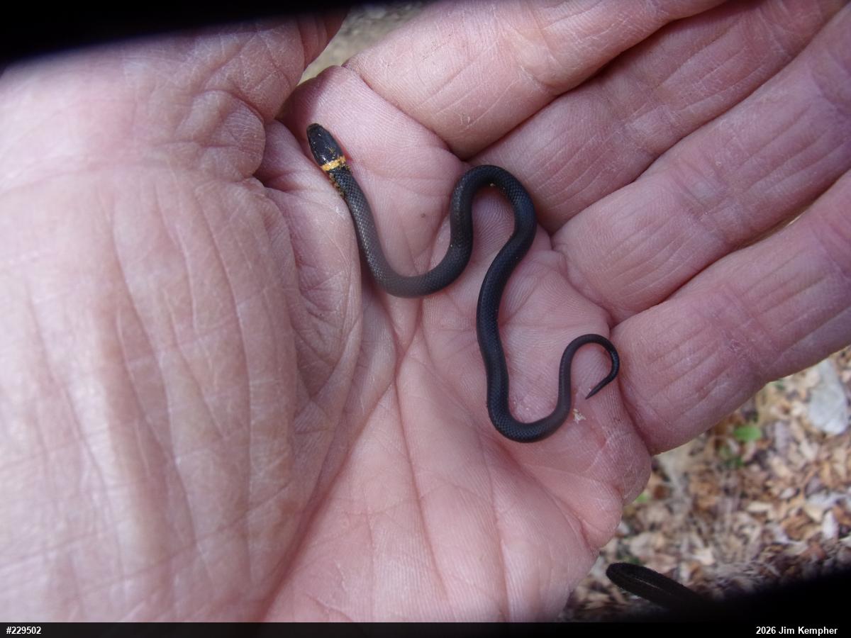 Northern Ring-necked Snake