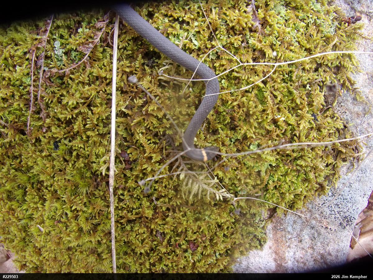 Northern Ring-necked Snake