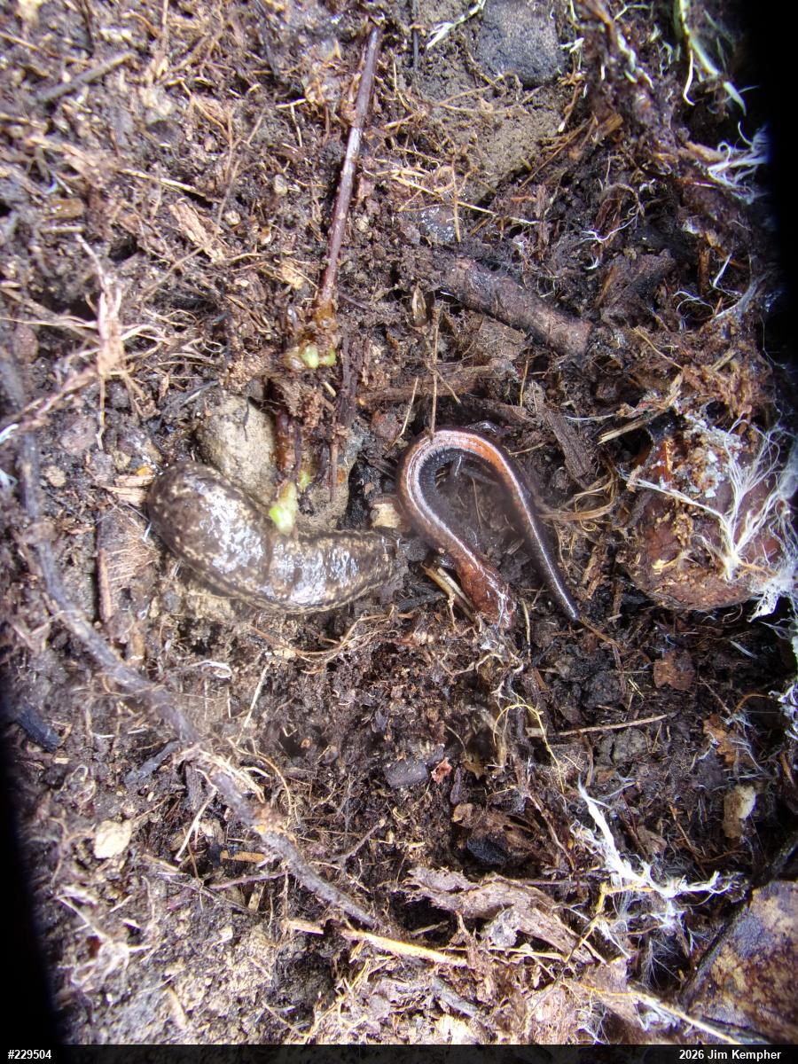 Eastern Red-backed  Salamander