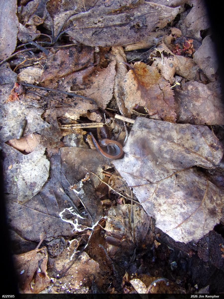 Eastern Red-backed  Salamander