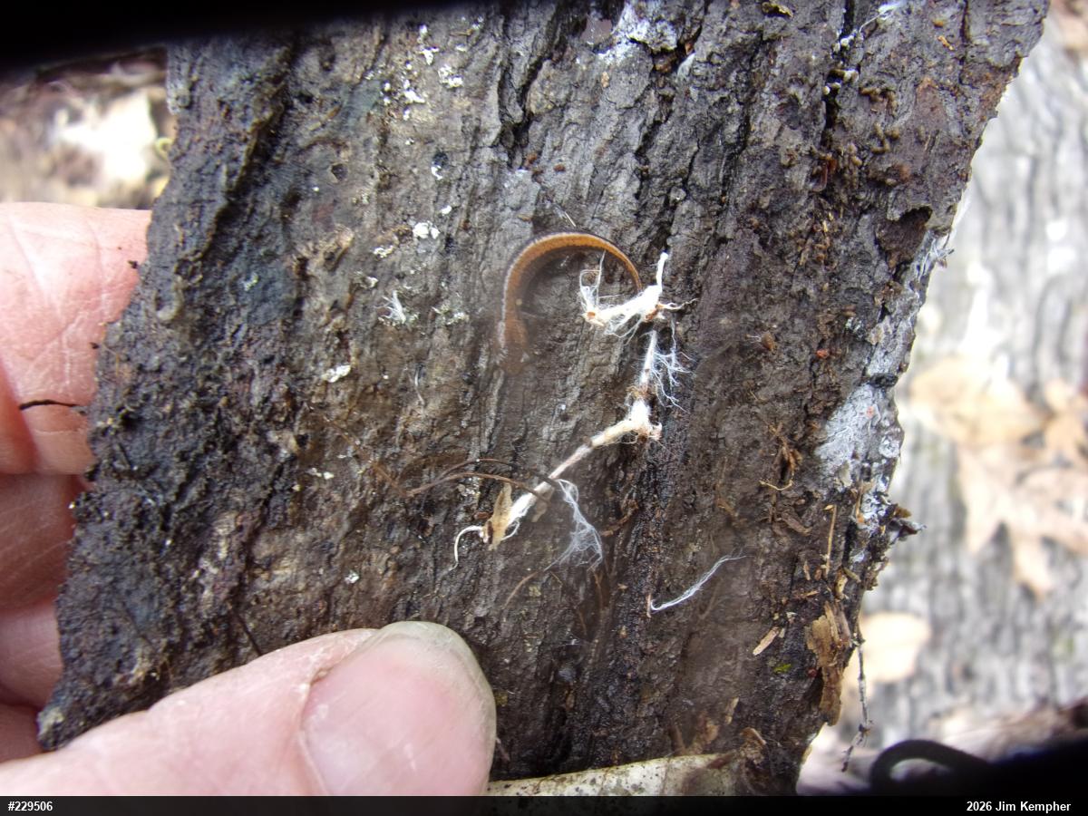 Eastern Red-backed  Salamander