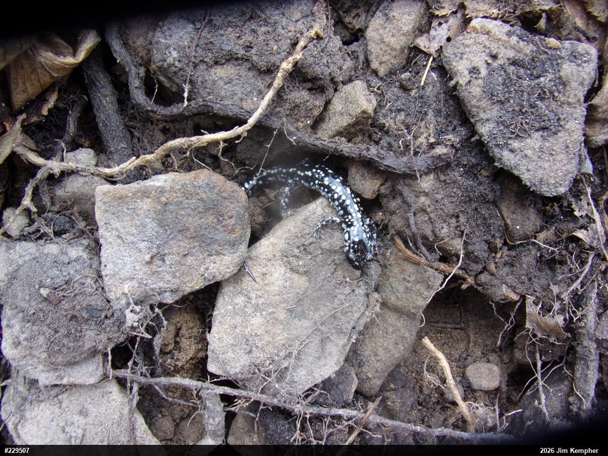 Northern Slimy Salamander