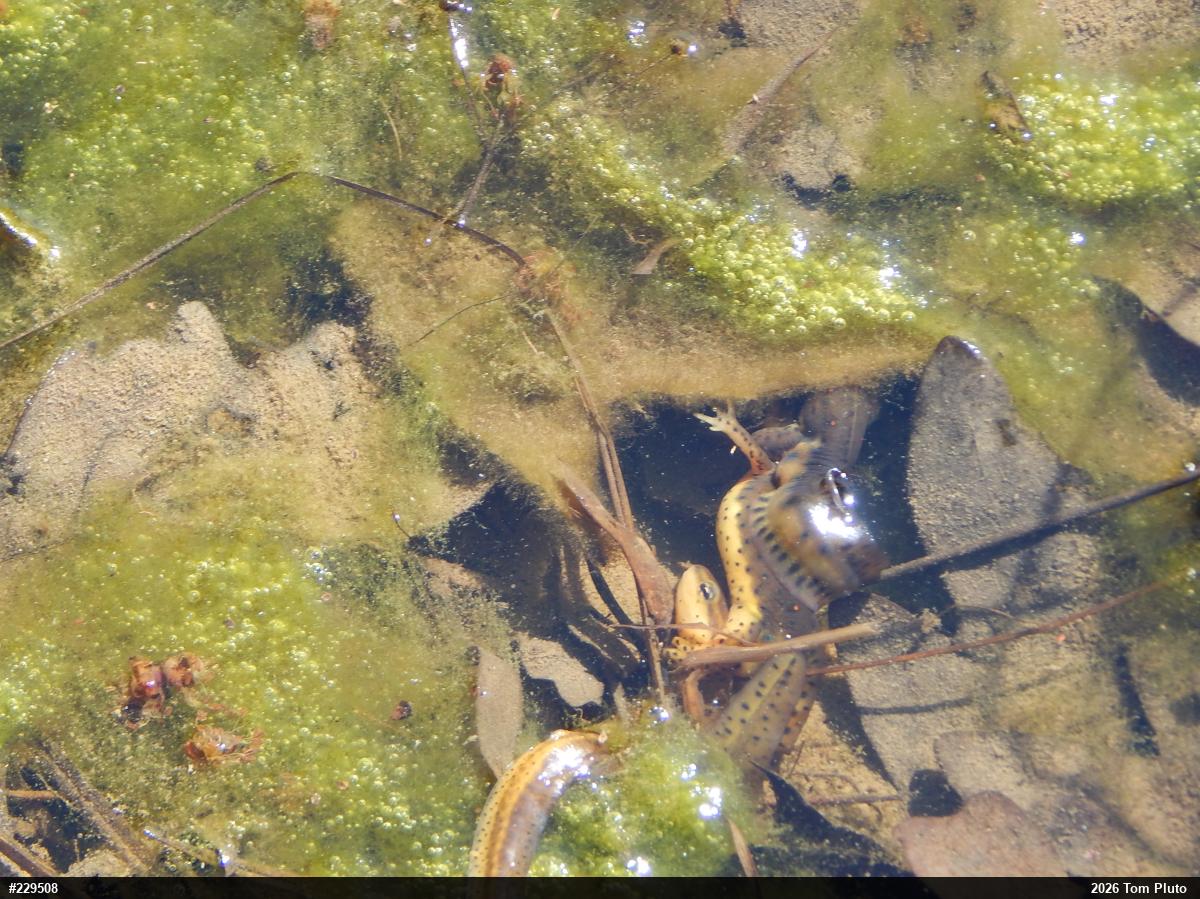 Red-spotted Newt
