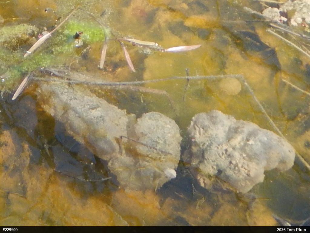 Jefferson Salamander