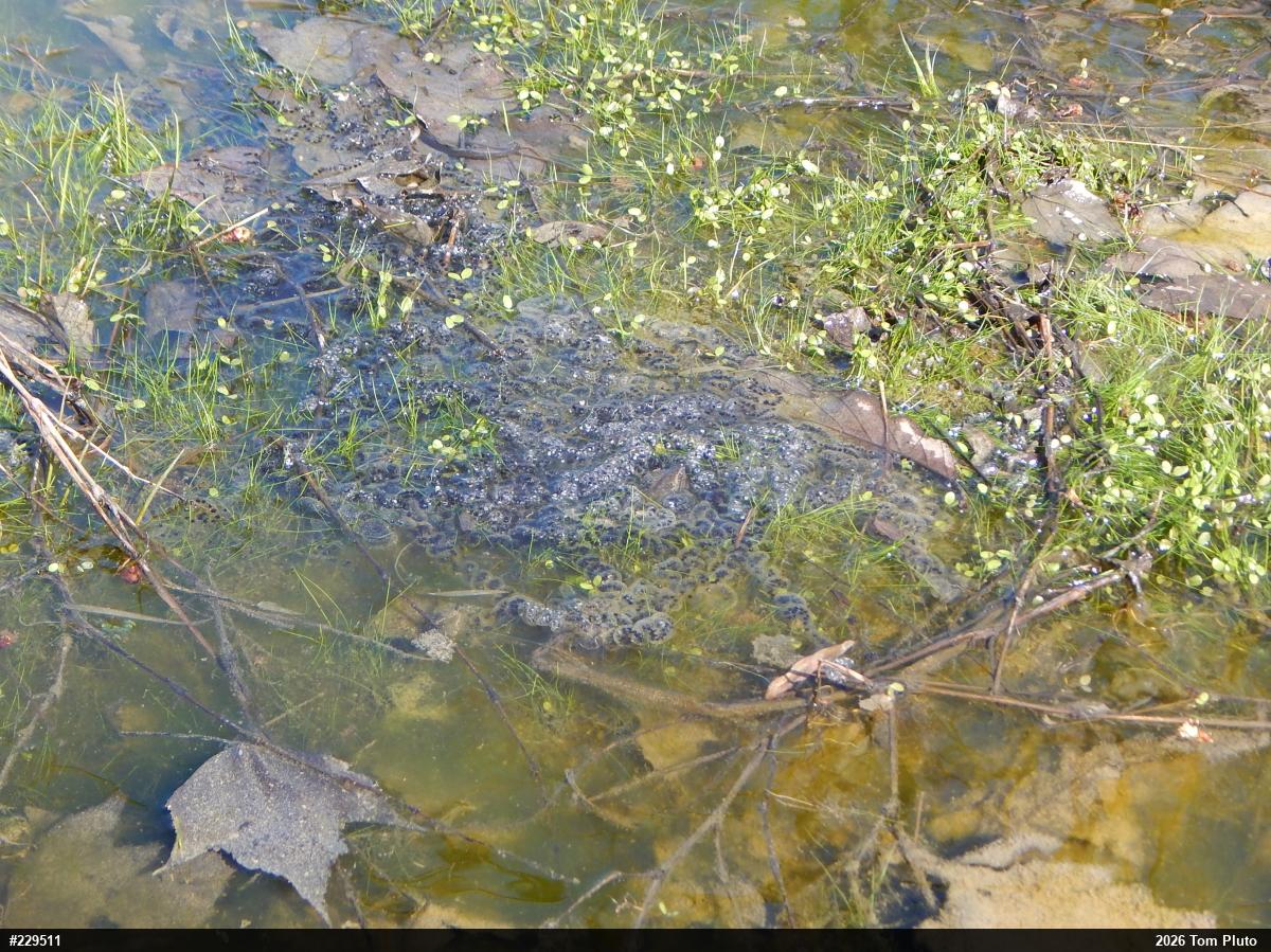 Eastern American Toad