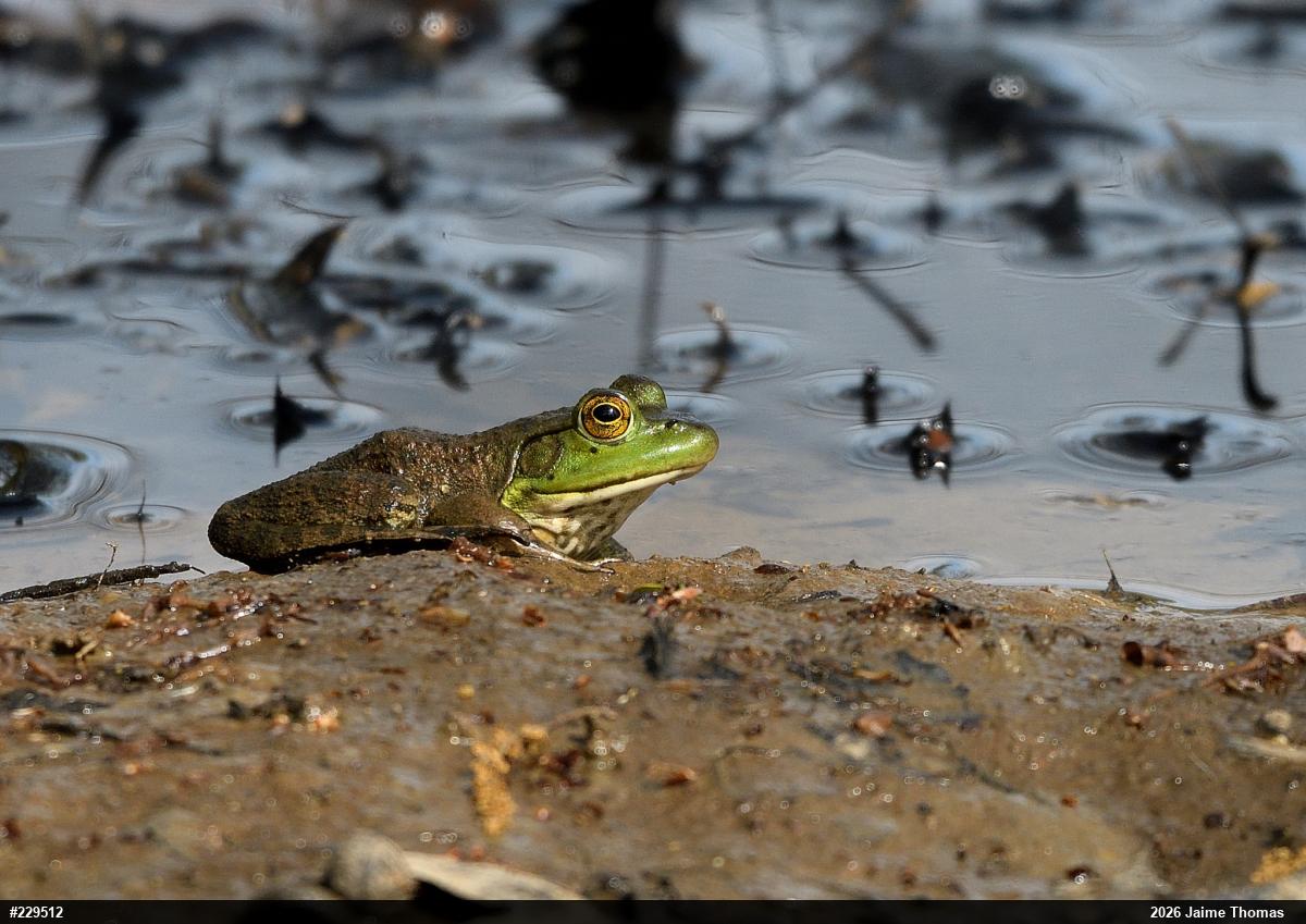 American Bullfrog