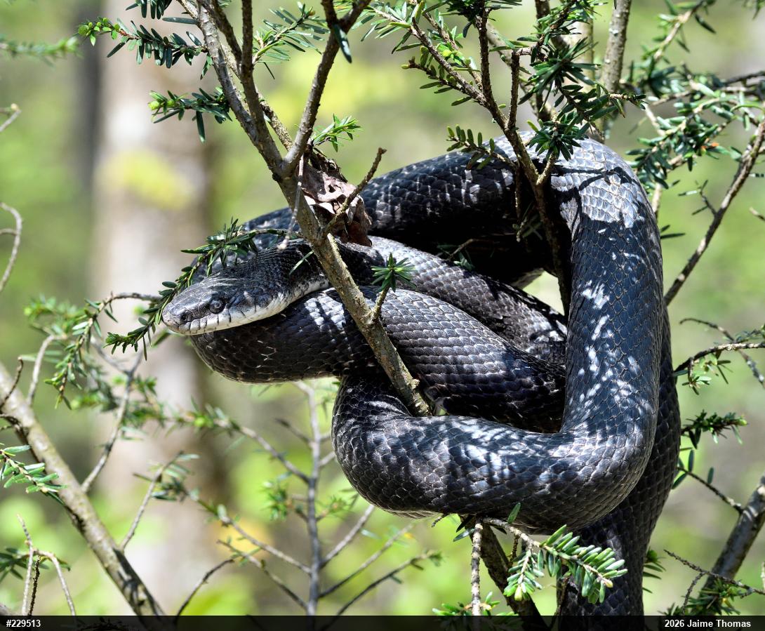 Eastern Ratsnake