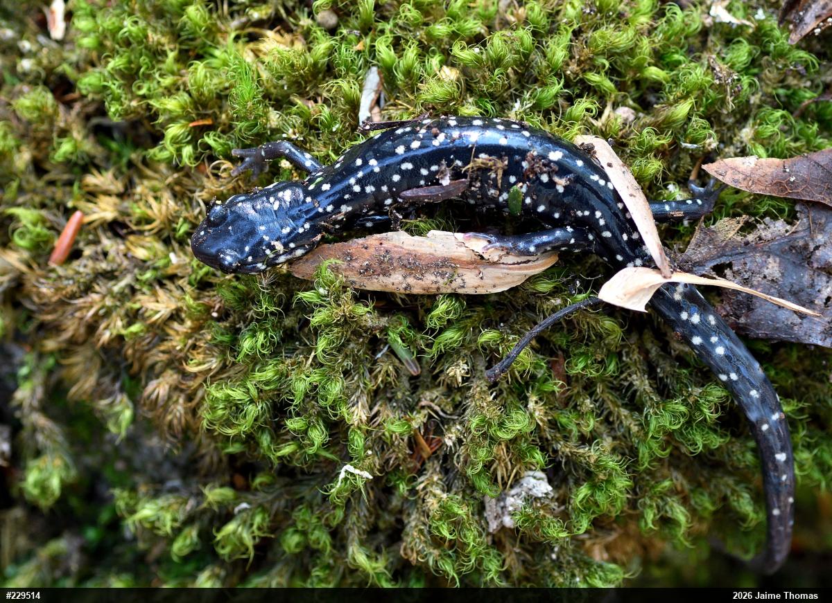 Northern Slimy Salamander