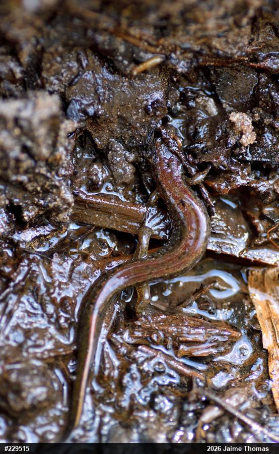 Northern Dusky Salamander