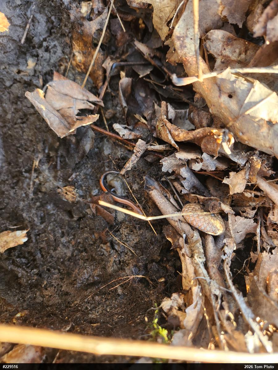 Eastern Red-backed  Salamander