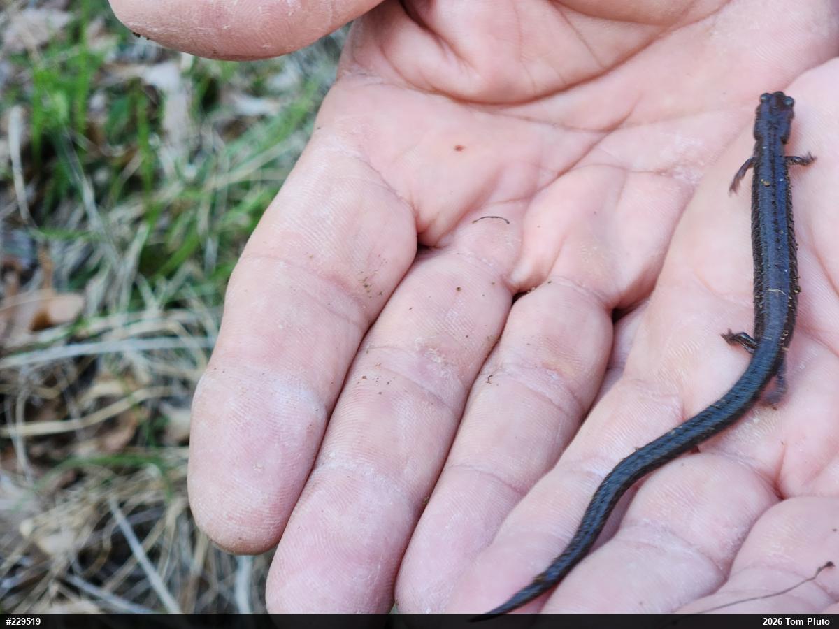 Eastern Red-backed  Salamander