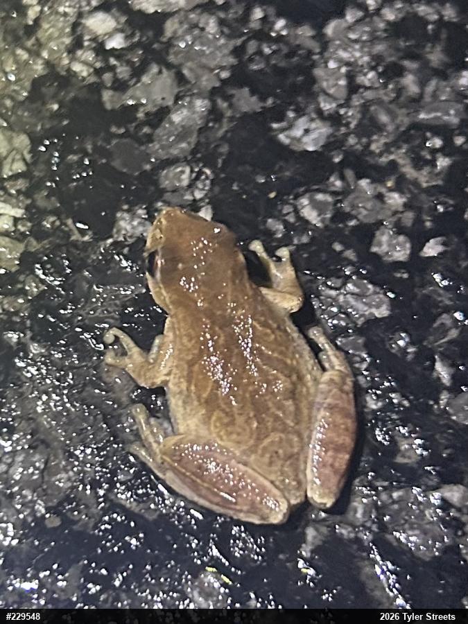 Spring Peeper