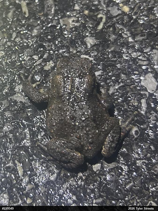 Eastern American Toad