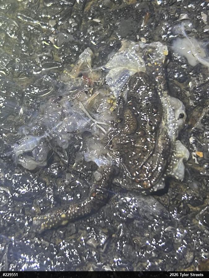 Eastern American Toad