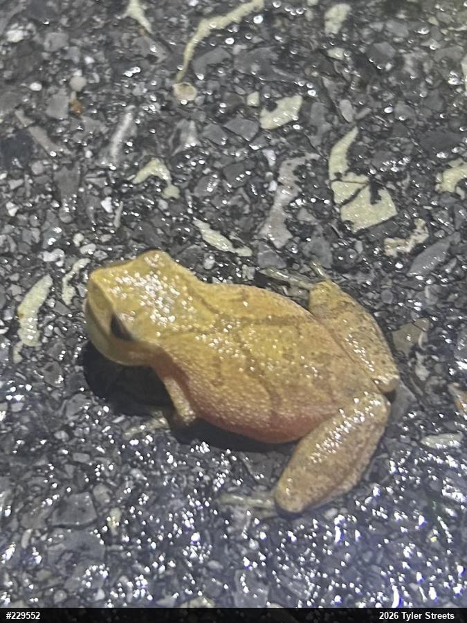 Spring Peeper