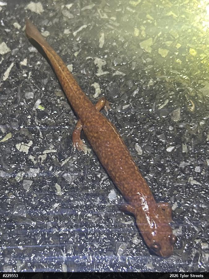 Northern Spring Salamander