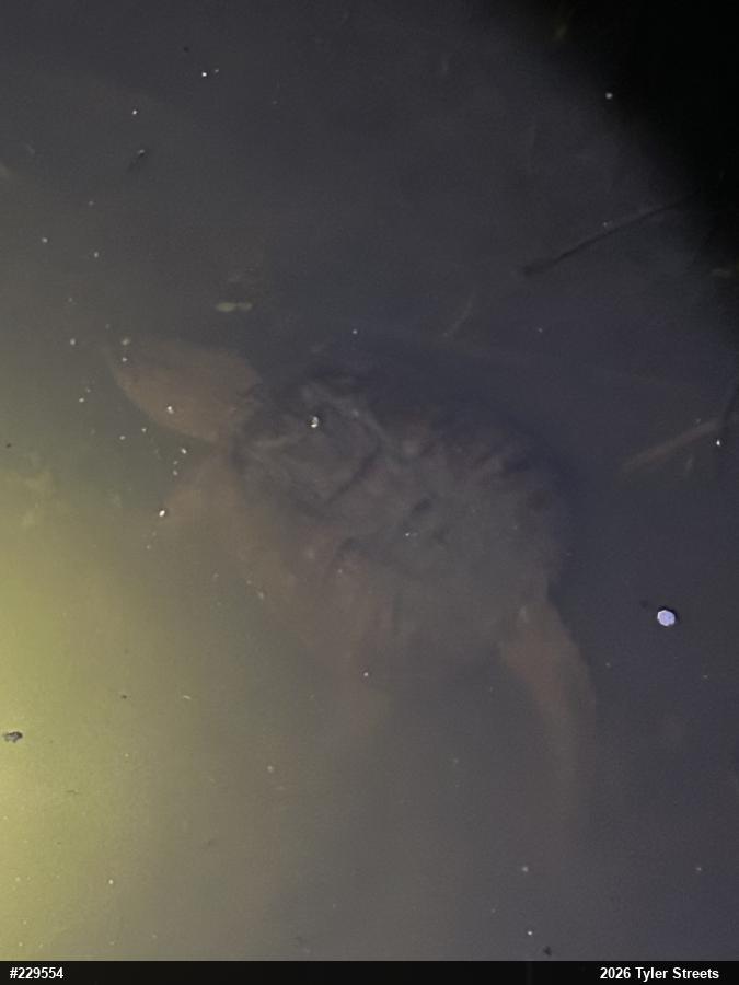 Snapping Turtle