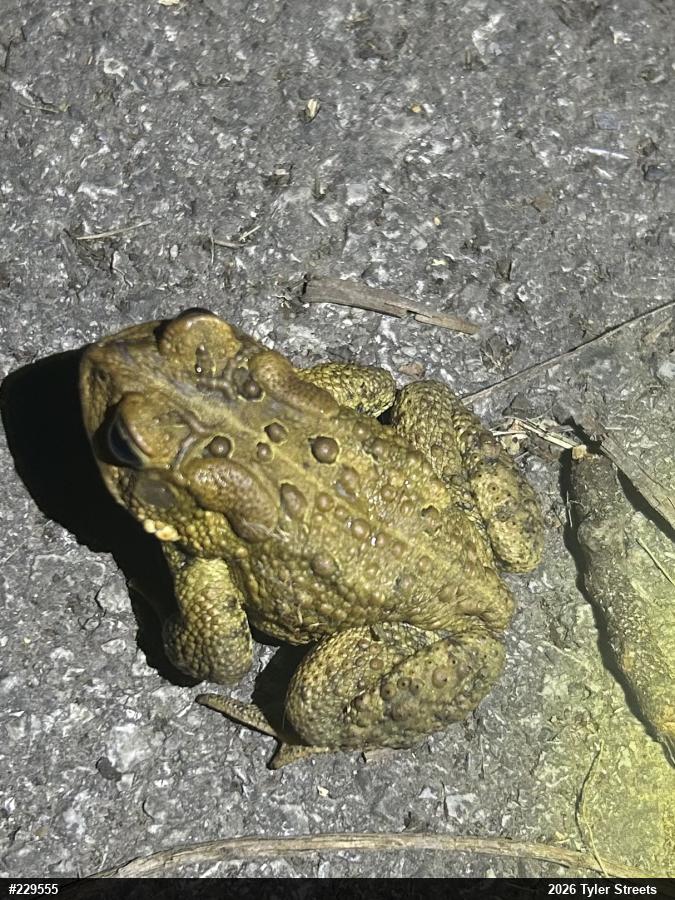 Eastern American Toad
