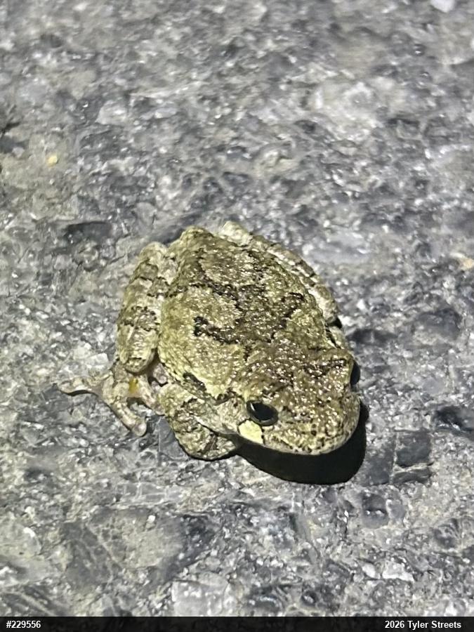 Unknown Gray Treefrog